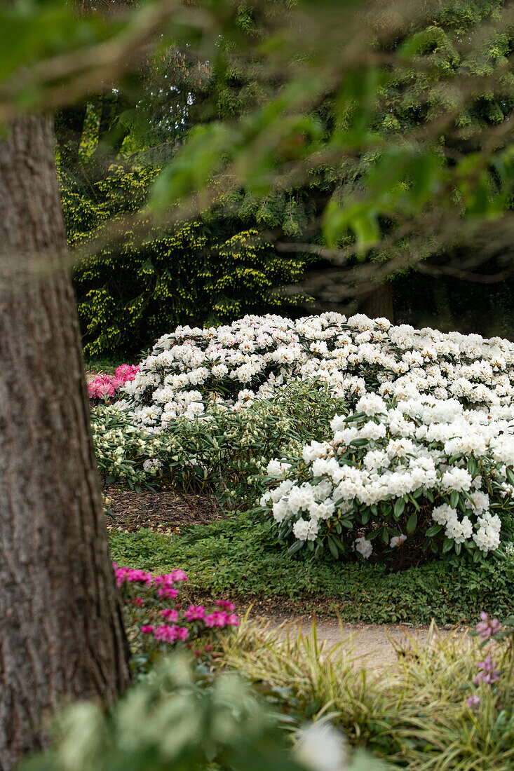 Rhododendron yakushimanum 'Koichiro Wada'