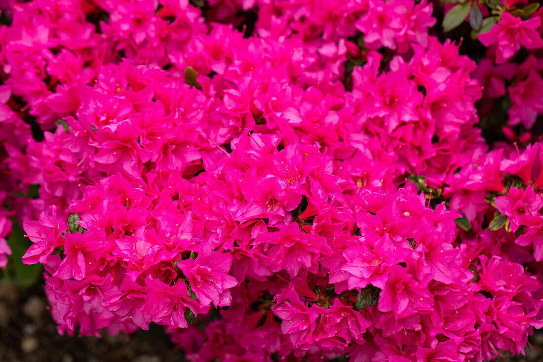 Rhododendron obtusum 'Melina'