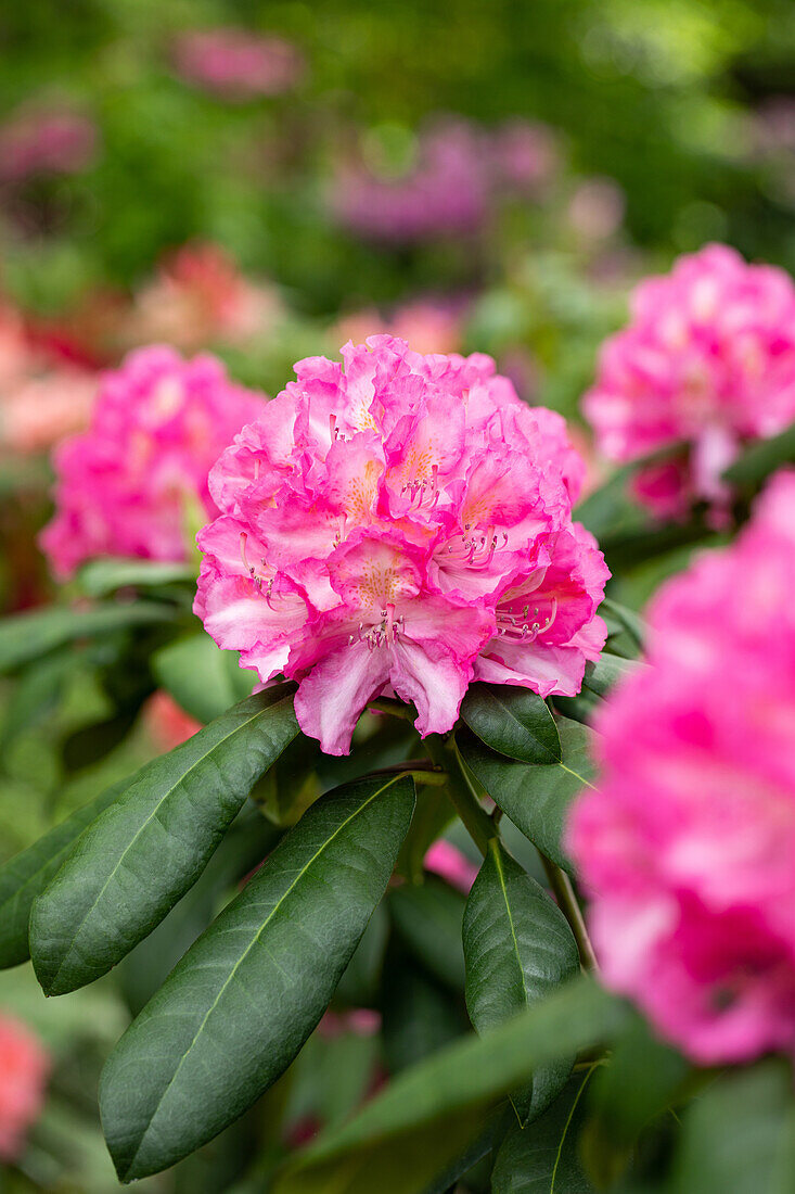 Rhododendron 'Graf Zeppelin'