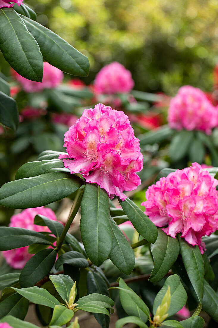 Rhododendron 'Graf Zeppelin'