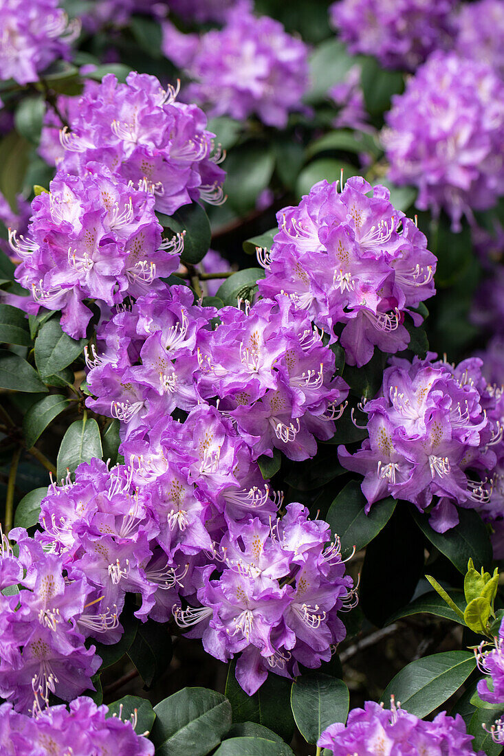 Rhododendron 'Roslyn'