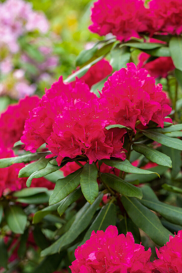 Rhododendron 'Vilem Heckel'