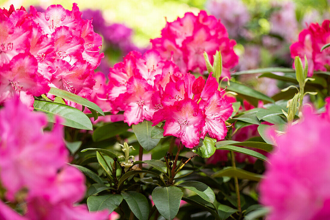 Rhododendron 'Sternzauber'