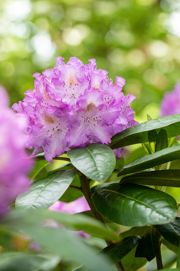 Rhododendron Hybride 'Bishop'