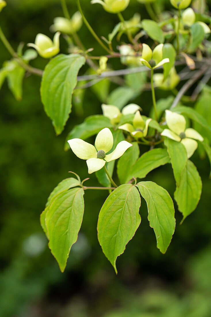 Cornus kousa chinensis