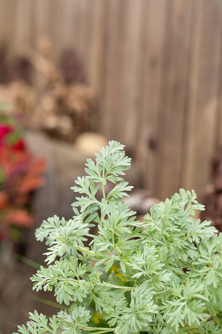 Artemisia absinthium