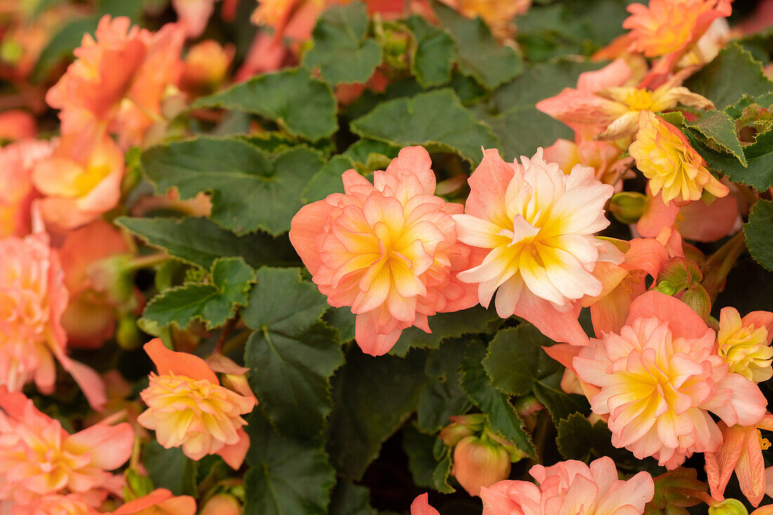 Begonia x tuberhybrida 'Riseup™ Coral Reef'