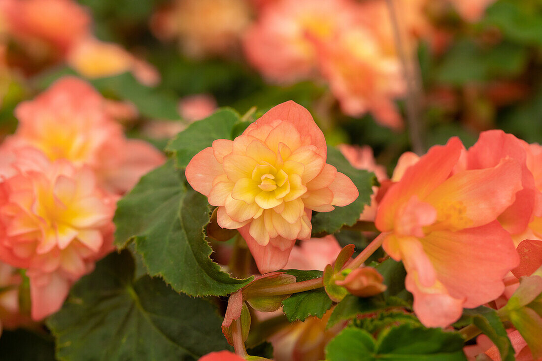 Begonia x tuberhybrida 'Riseup™ Coral Reef'