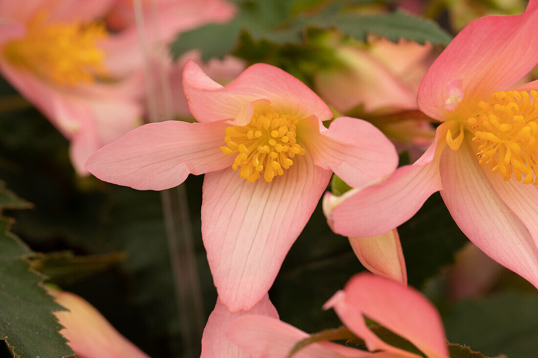 Begonia boliviensis 'Shine Bright™ Pink'