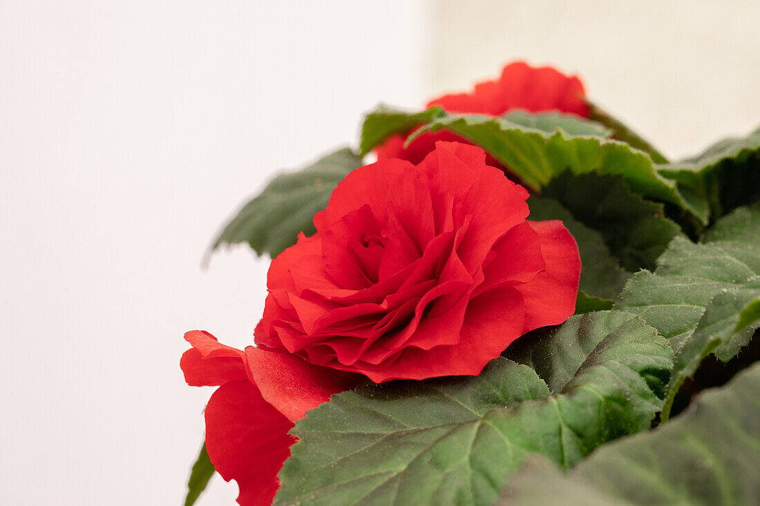 Begonia x tuberhybrida 'Prism Velvet Red'