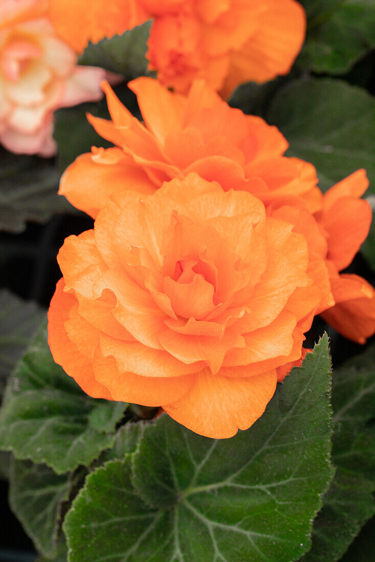 Begonia x tuberhybrida 'Prism Orange Shades'