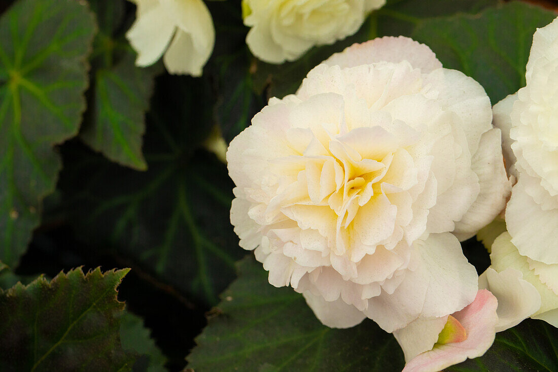 Begonia x tuberhybrida 'Prism White'