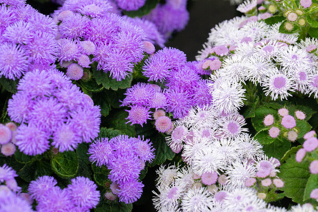 Ageratum 'BUMBLE'®