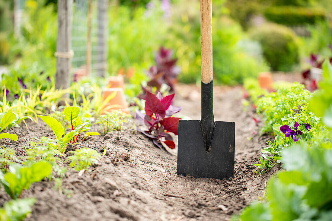 Garden tools - Spades