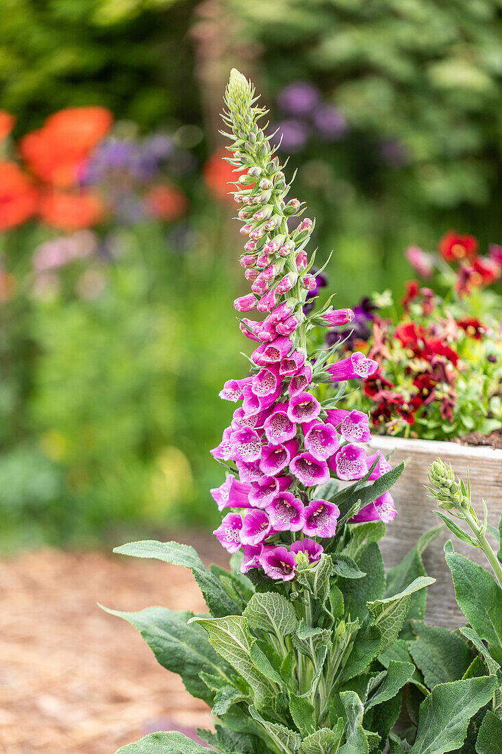 Digitalis purpurea