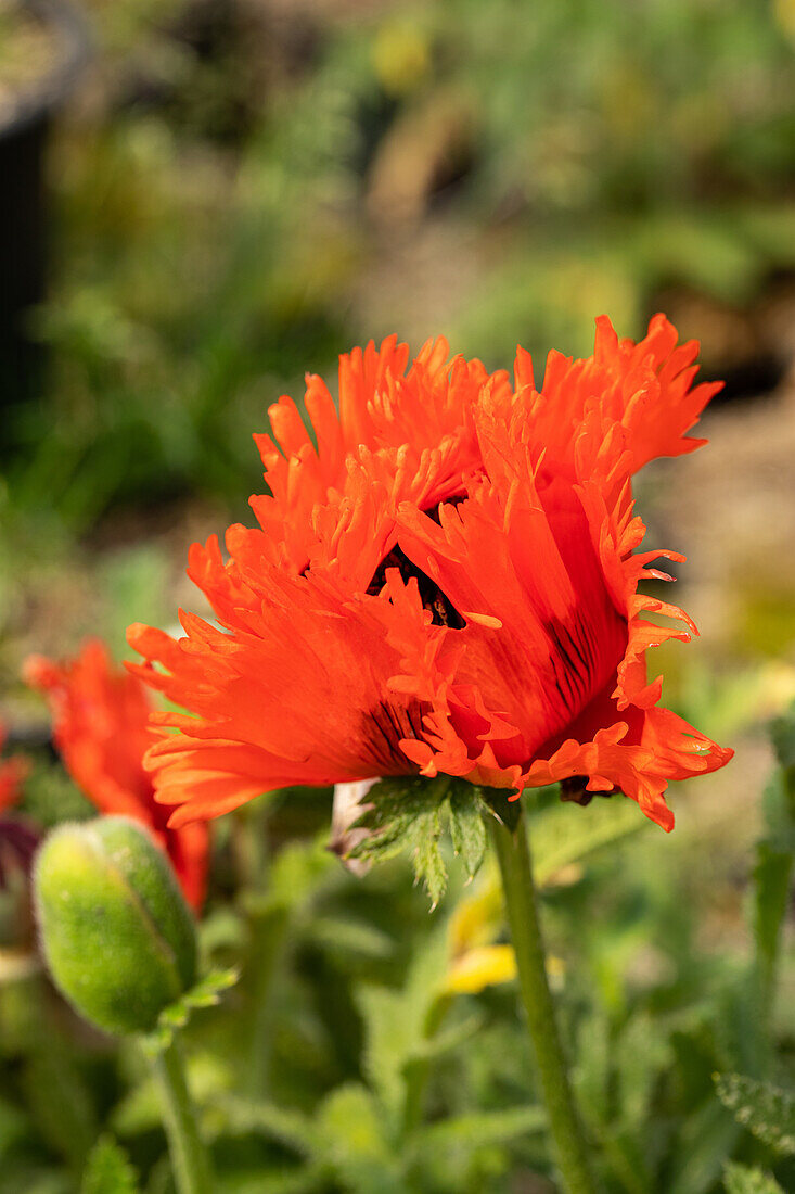 Papaver orientale 'Türkenlouis'