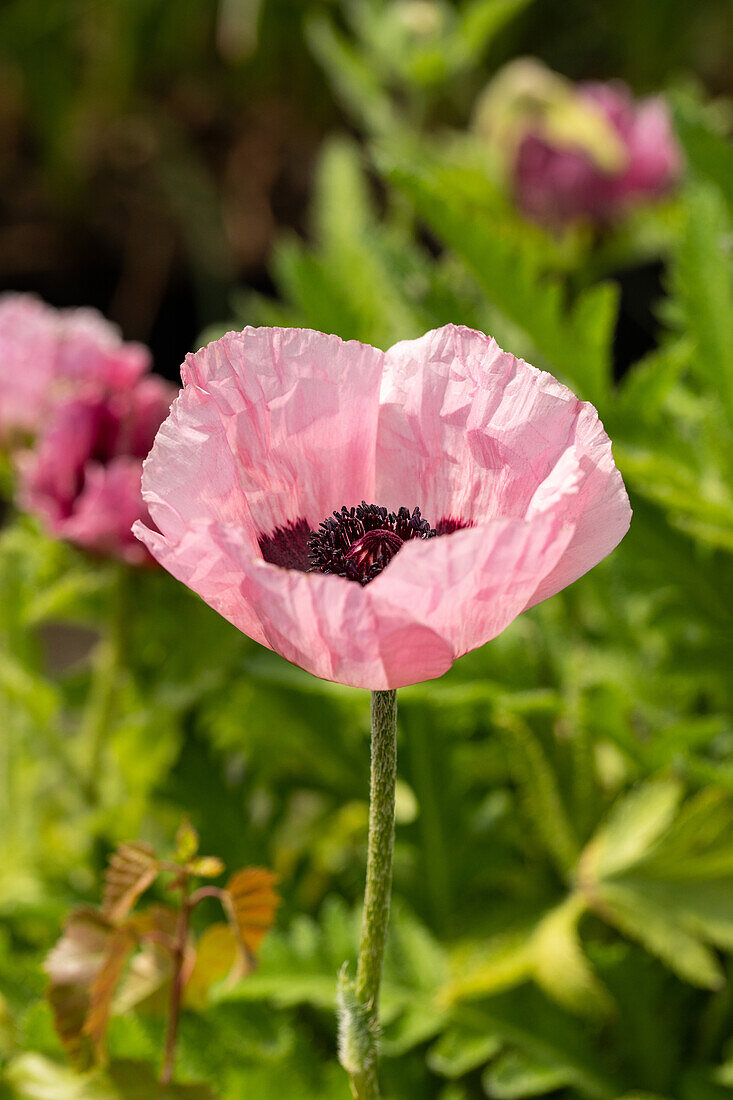 Papaver orientale, pink