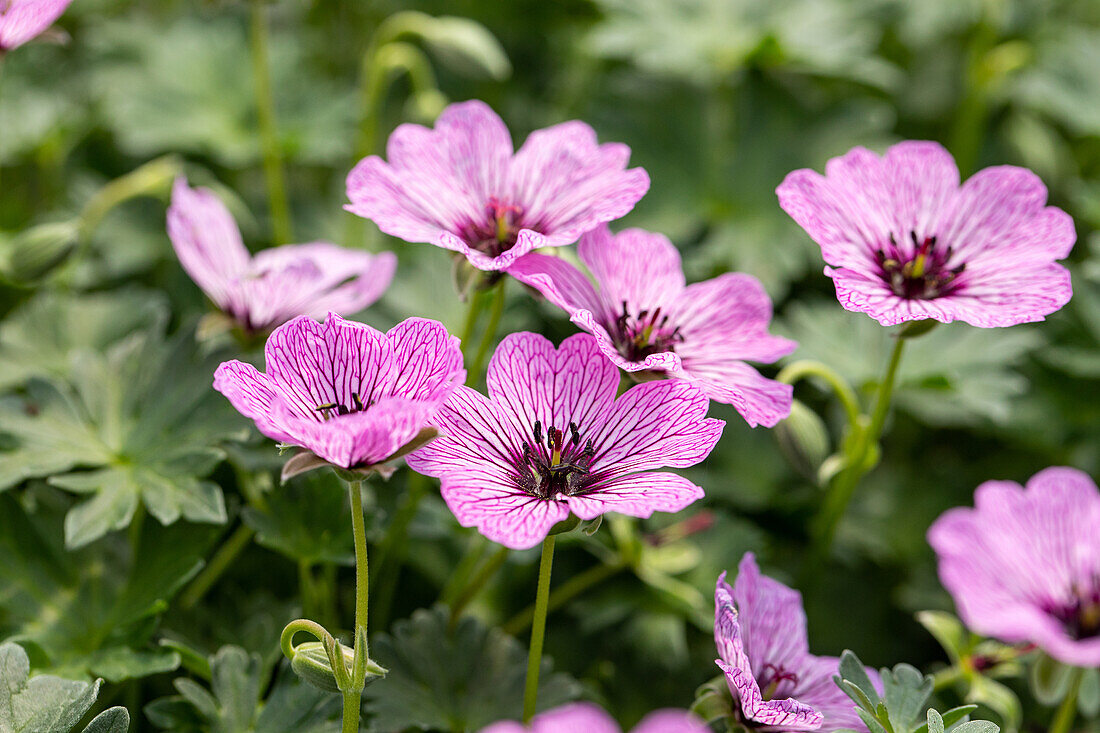 Geranium cinereum 'Ballerina'