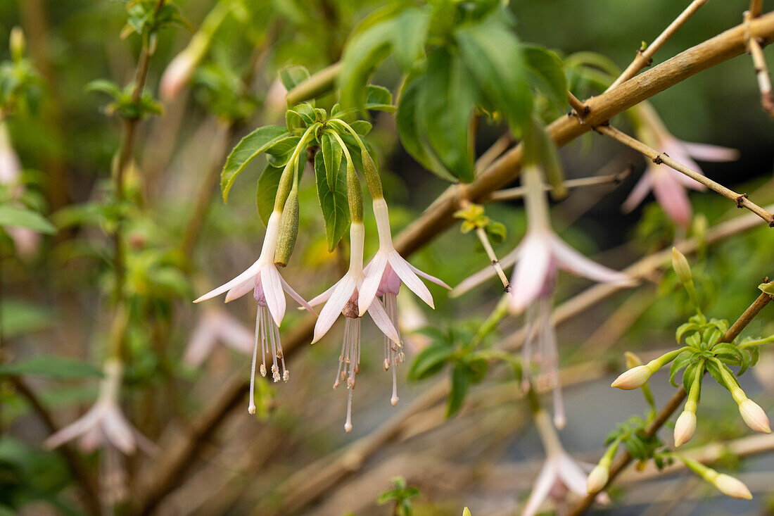 Fuchsia magellanica 'Alba'