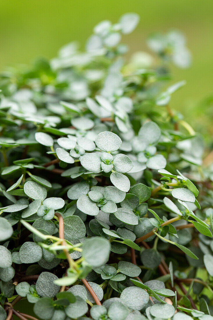 Pilea glauca