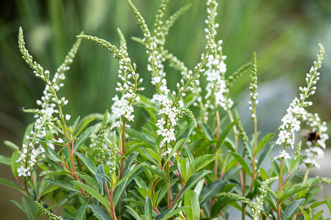 Lysimachia fortunei 'Autumn Snow'