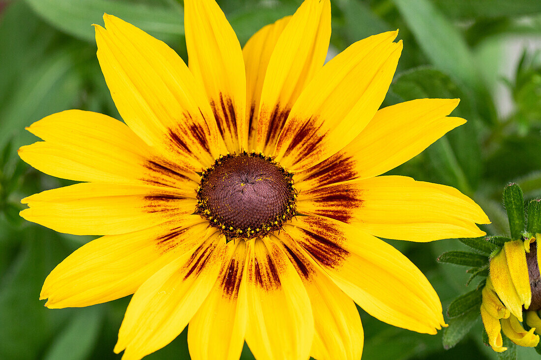 Rudbeckia hirta 'Sunbeckia'