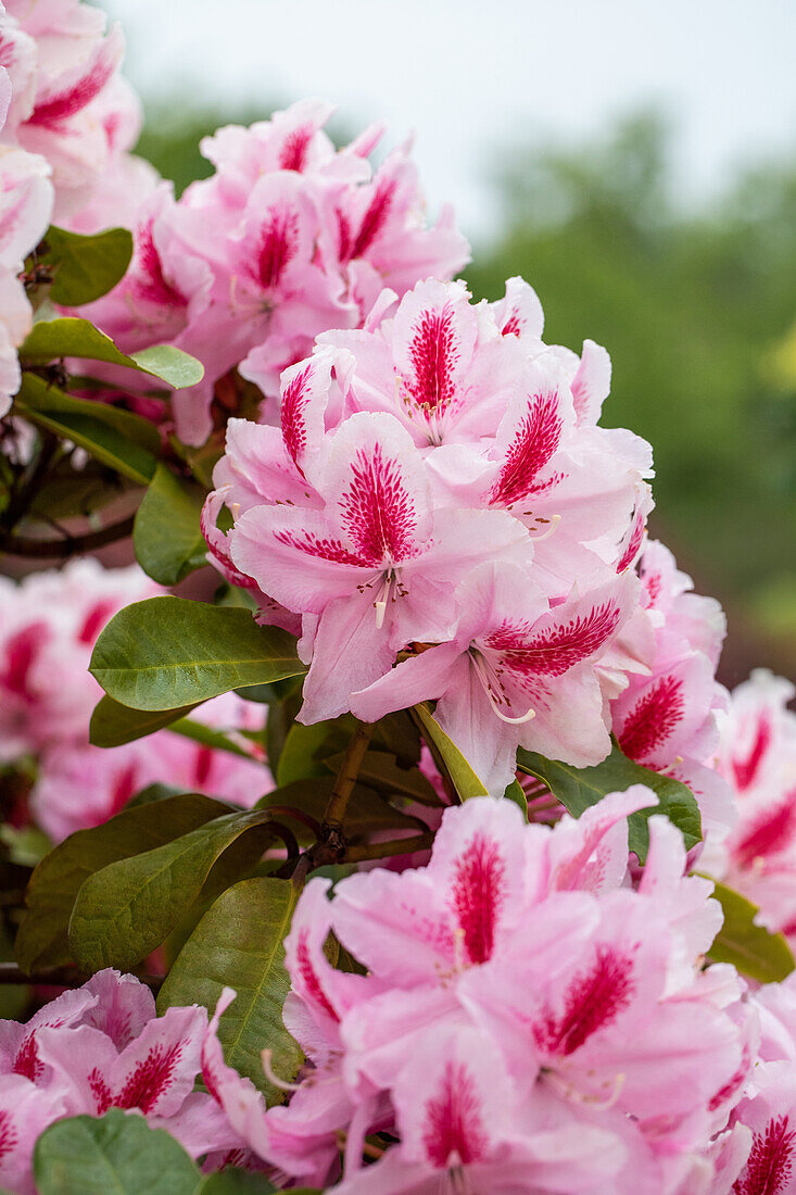 Rhododendron 'Furnivall's Daughter'