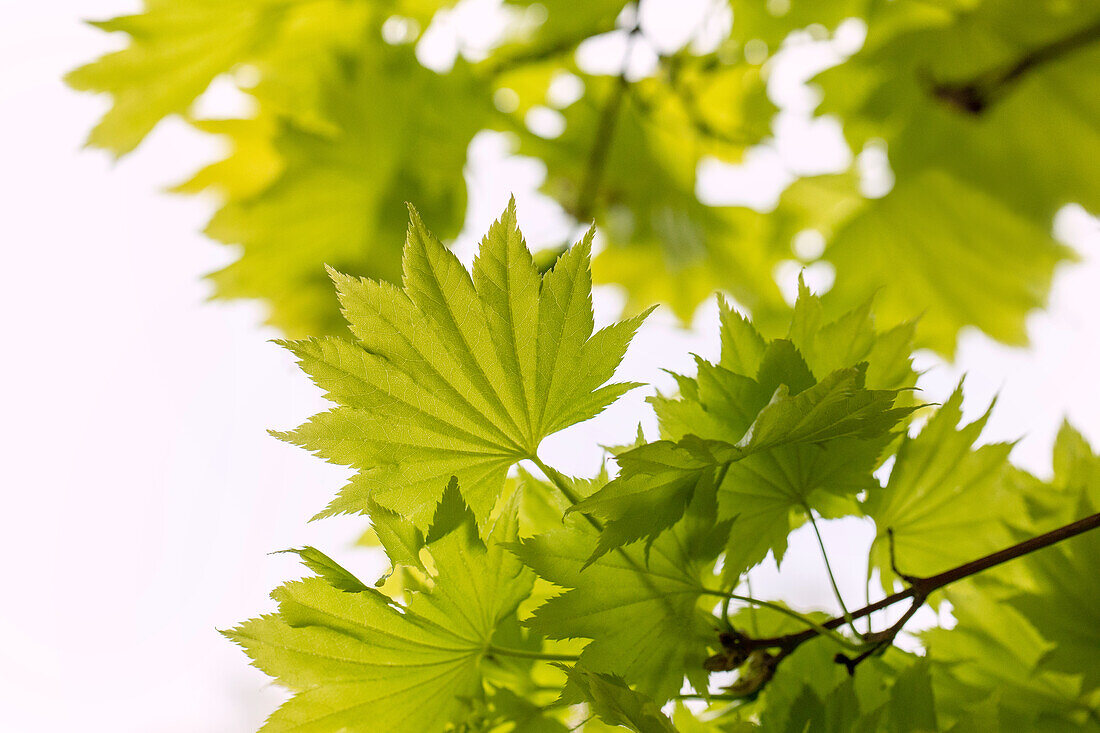 Acer shirasawanum