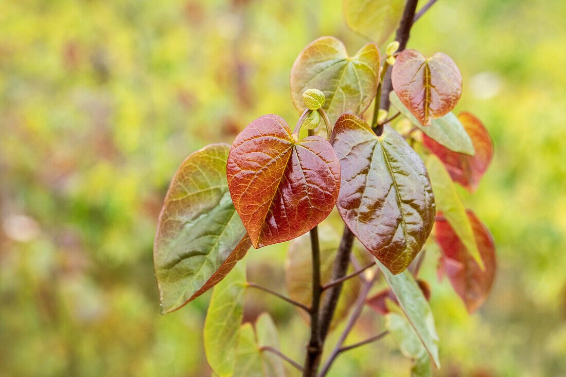 Cercis canadensis 'Merlot'