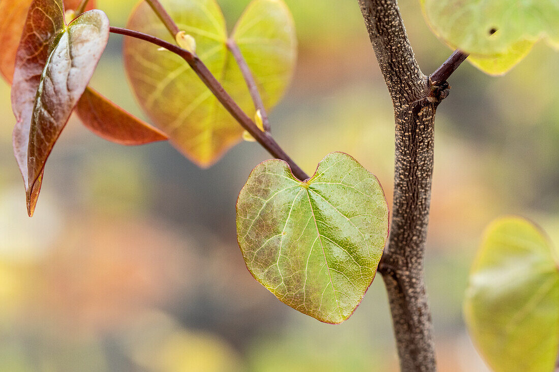 Cercis canadensis 'Merlot'