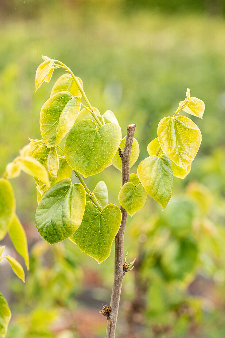 Cercis chinensis 'Shirobana'