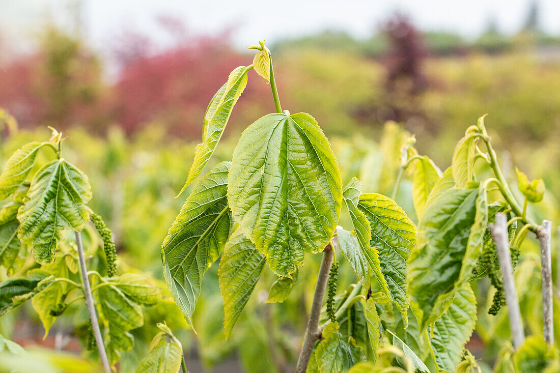 Morus alba 'Giant Fruit' ®