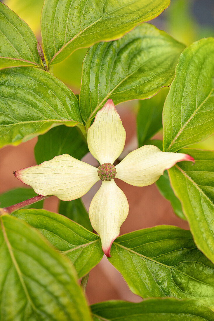 Cornus kousa chinensis 'Claudia'