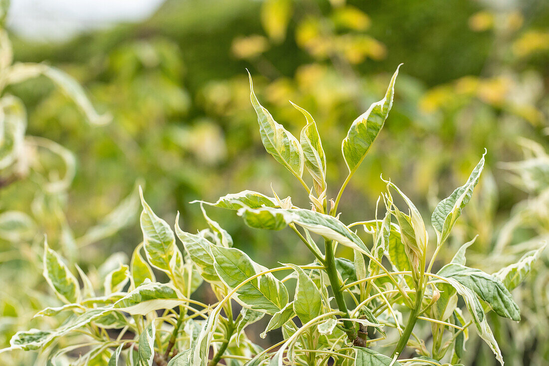 Cornus controversa 'Variegata'