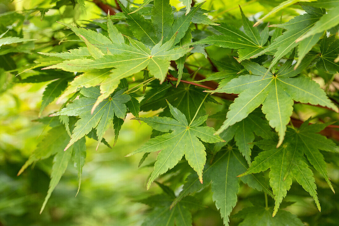 Acer palmatum 'Sangokaku'