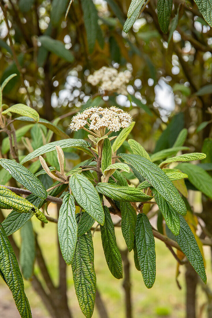 Viburnum rhytidophyllum