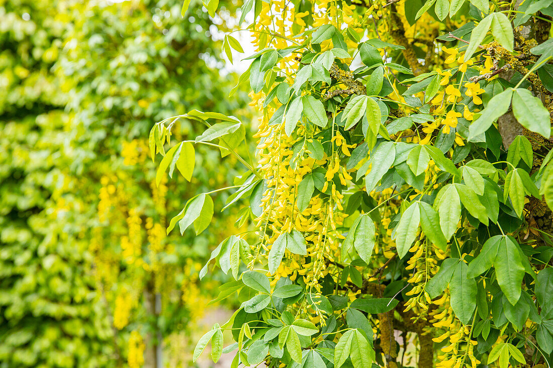 Laburnum anagyroides 'Fastigiata'