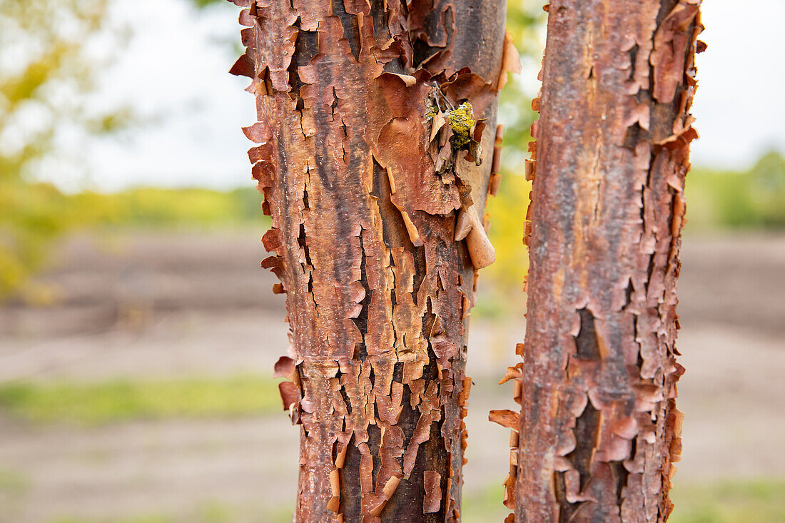 Acer griseum