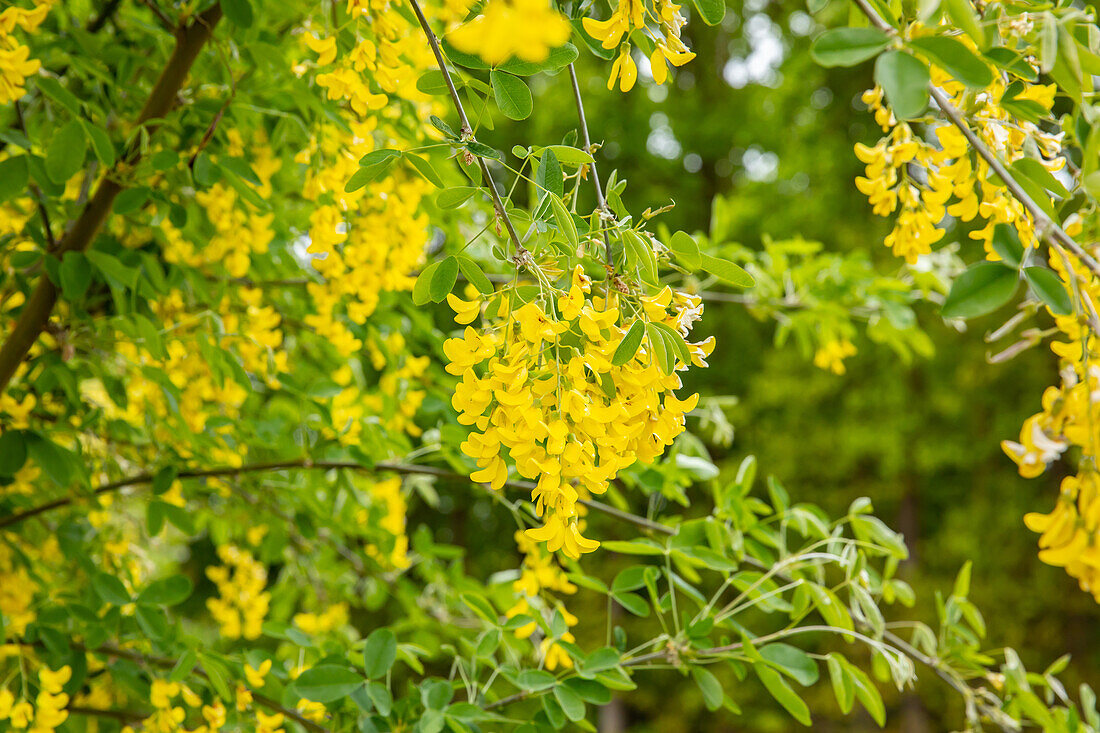 Laburnum anagyroides