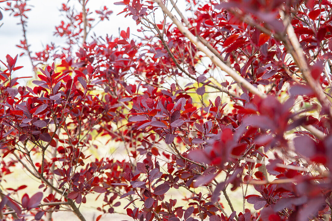 Cotinus coggygria 'Royal Purple'