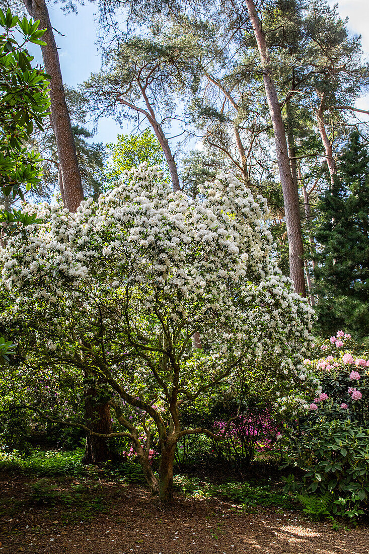 Rhododendron in the park