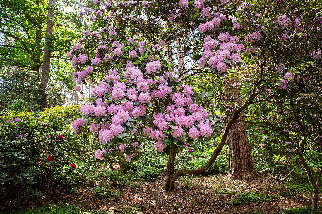 Rhododendron, pink