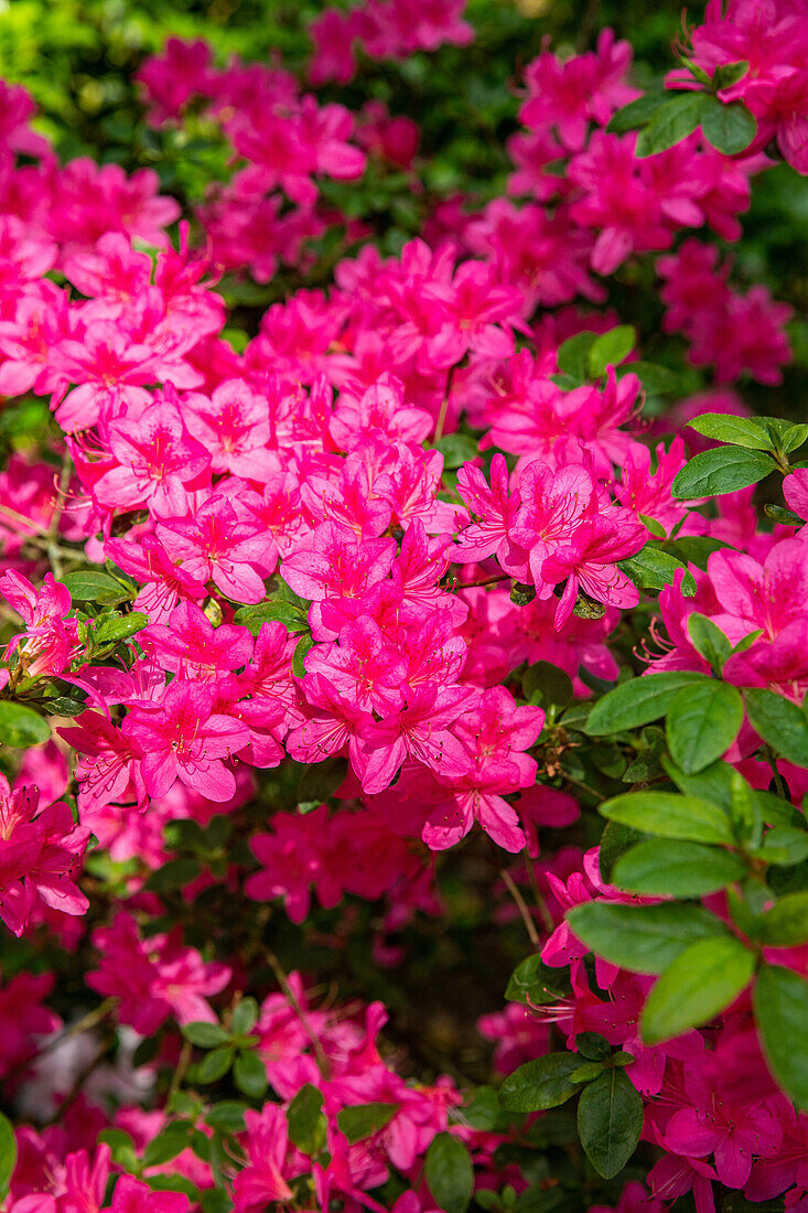 Rhododendron obtusum, pink