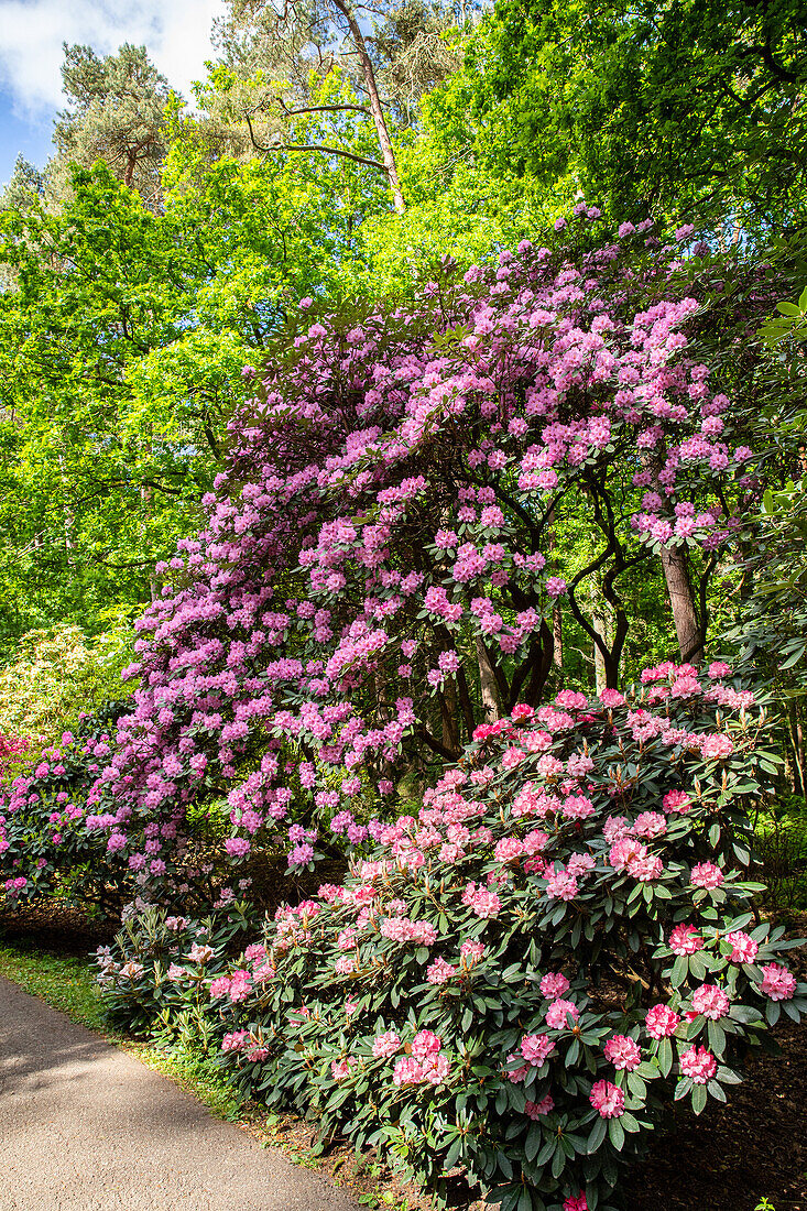 Rhododendron