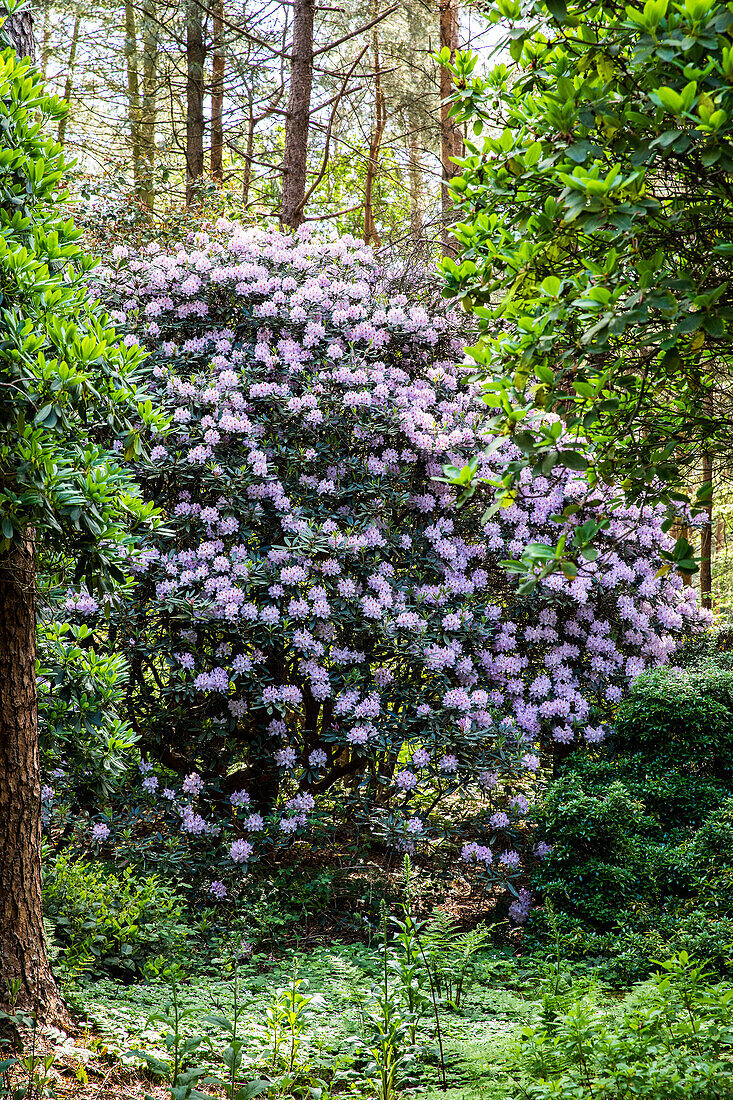 Rhododendron solitary