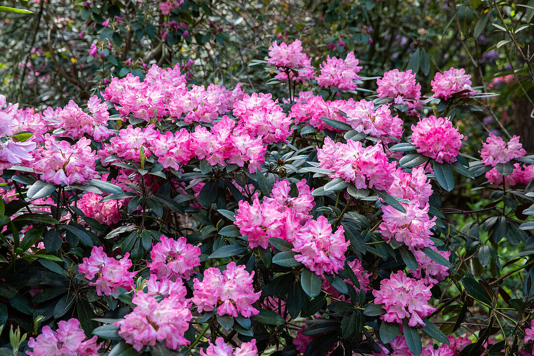 Rhododendron, pink