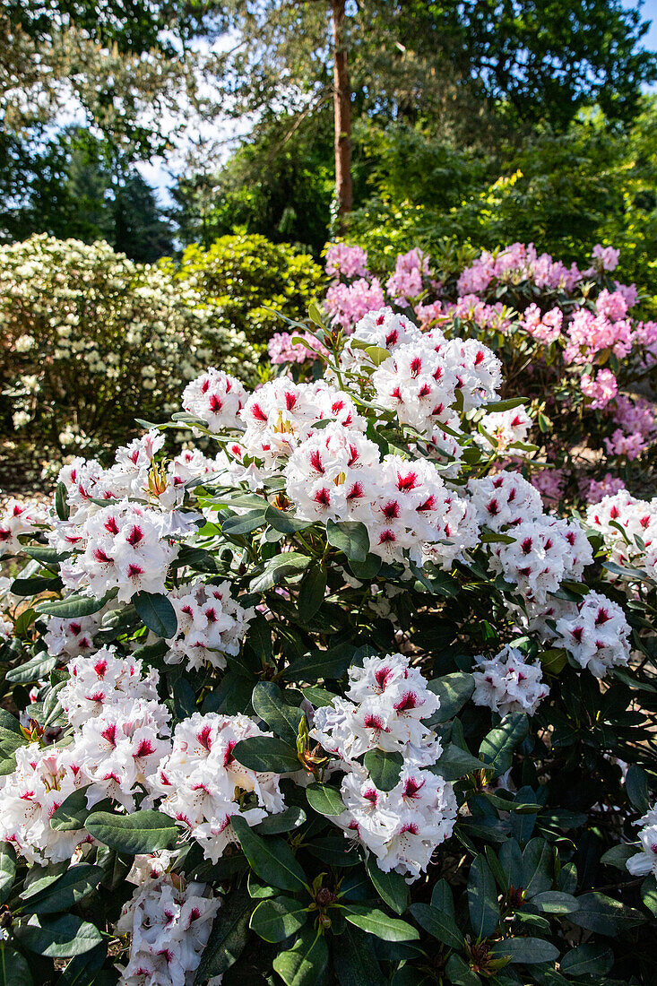 Rhododendron, weiß-rot