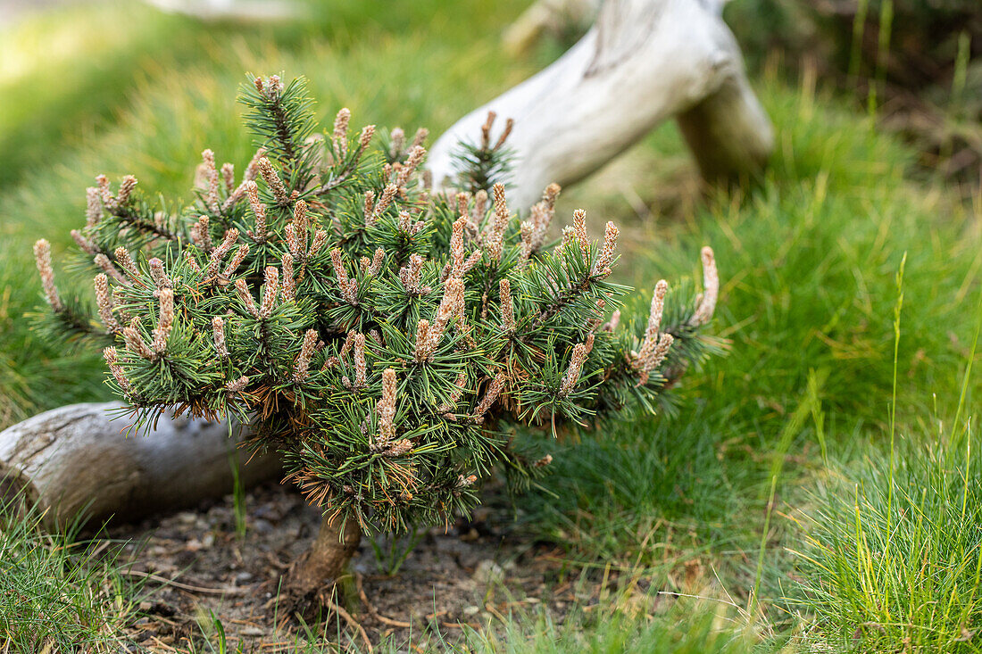 Pinus nigra 'Pierrick Brégeon'