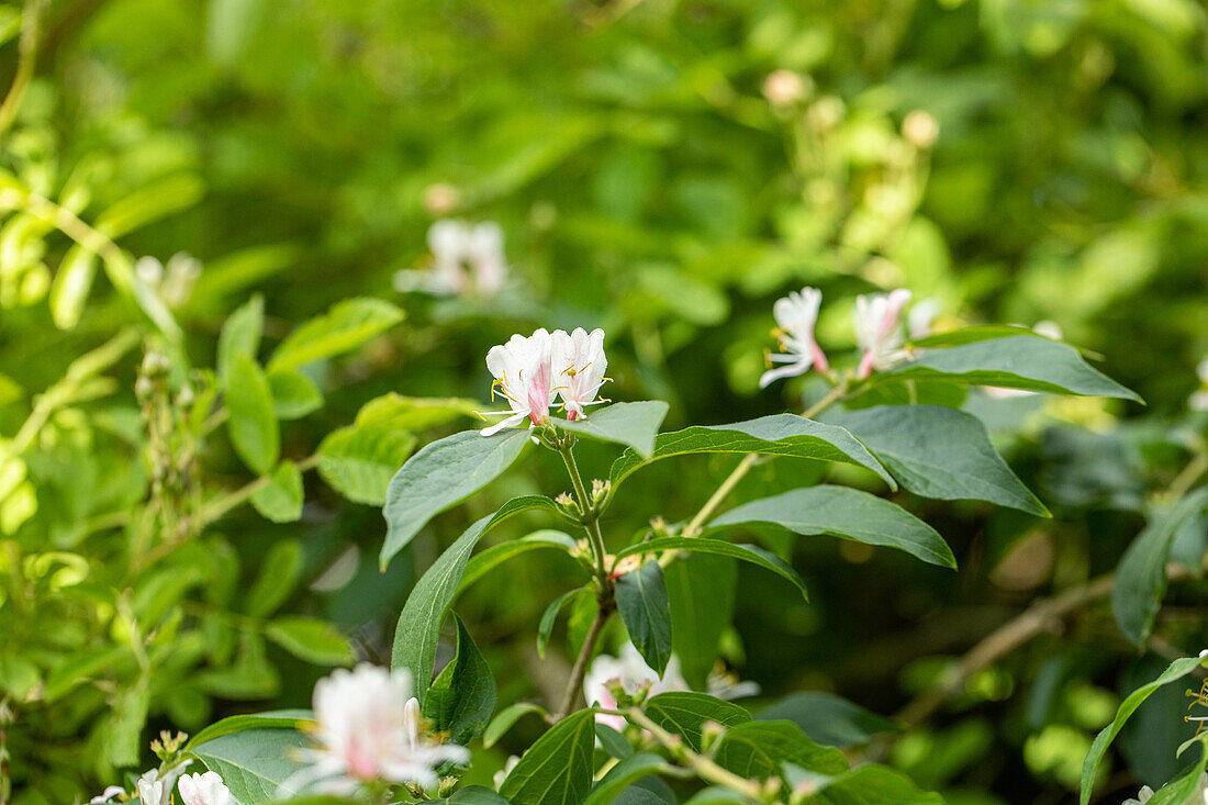 Lonicera maackii