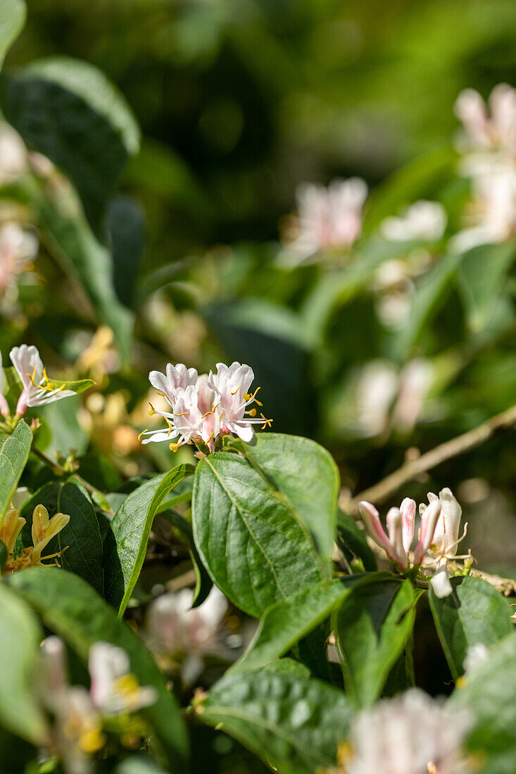 Lonicera maackii